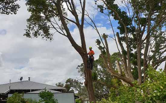 Tree-Services-Auckland-New-Zealand